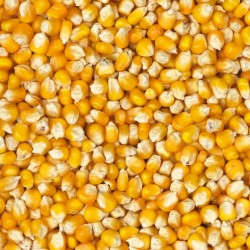 Maize French Cribbs Yellow...
