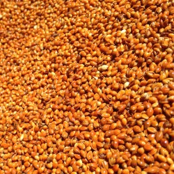 Millet Seed Red - 25kg -...