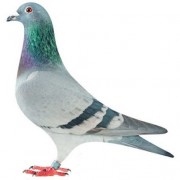 Racing and Show Pigeons. Food and Accessories