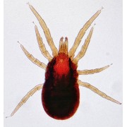 External Parasite Control - Mite, TIcks & Fleas